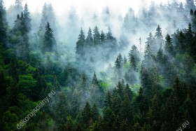 Wzornik fototapety przedstawiająca krajobraz zielonego lasu znikającego w gęstej mgle. Fototapeta do pokoju dziennego, sypialni, salonu, biura, gabinetu, przedpokoju i jadalni.
